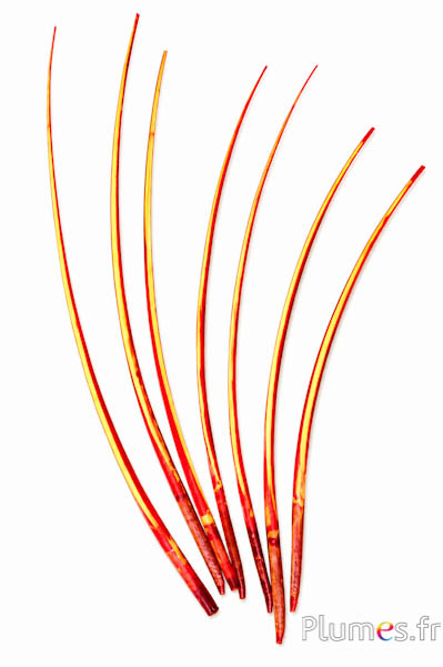 Cigno calamo - 25-30 cm - rosso-giallo